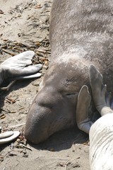 Männlicher See Elefant, San Simeon, Kalifornien