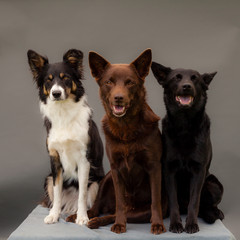 tre hundar i studio mot grå bakgrund