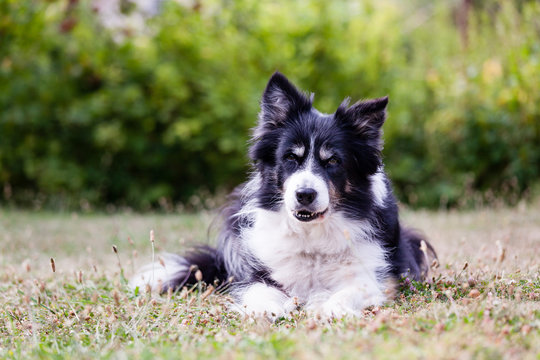 border-collie  ligger utomhus i tr&auml;dg&aring;rden