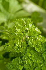 Närbild på persilja ute i trädgården