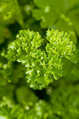 närbild av persilja i trädgård