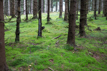 Obraz premium Im Wald viel Moos