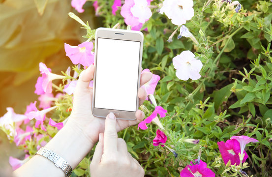 Woman's hands holding  modern smartphone, taking pictures of beautiful flowers