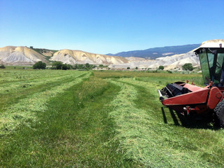 Freshly cut hay field with swather