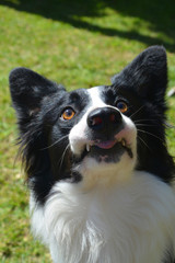 Fototapeta premium Border collie dog, nature and animals