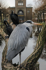 Big grey heron with the other birds at the background