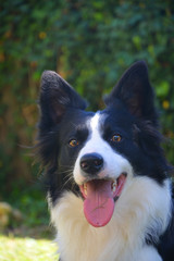 Border collie dog, nature and animals