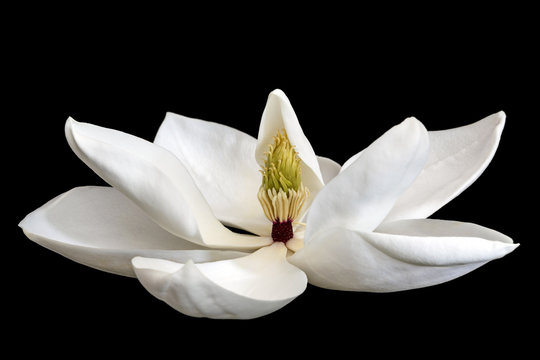 Fototapeta Magnolia Flower Isolated on Black