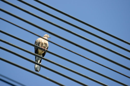 pigeon on wire