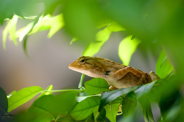 Brown chameleon on tree