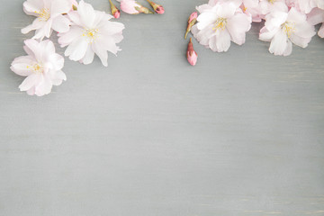 Kirschblüten Hintergrund