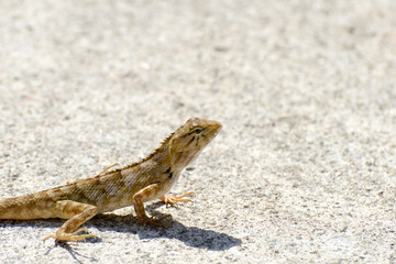chameleon