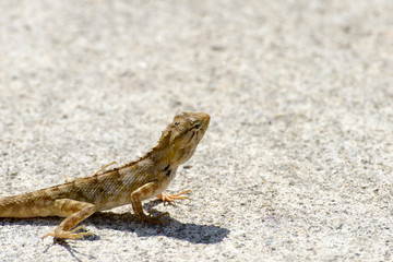 chameleon