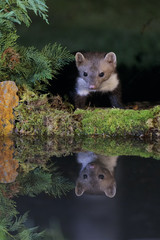 Stone marten 023