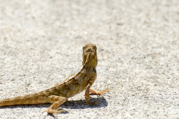 chameleon
