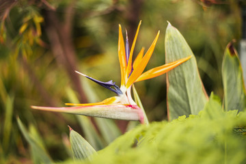 Obraz premium Bird of paradise plant during the day in the garden. Close up.