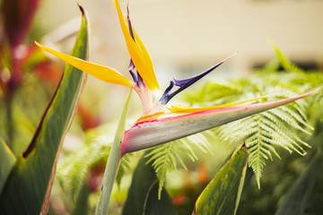 Bird of paradise plant during the day in the garden. Close up.