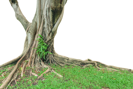 Roots and trunk of a tree isolated on white background. This has clipping path.