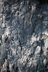Fragment the cracked bark of the old tree covered with tiny lichen