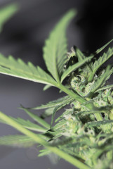 Obraz premium weed