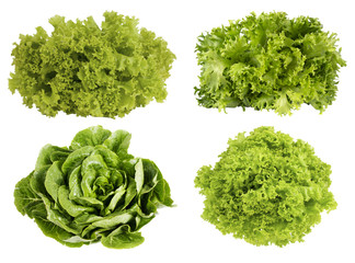 Fototapeta premium Fresh green lettuce isolated on white background. Set of different foreshortening.