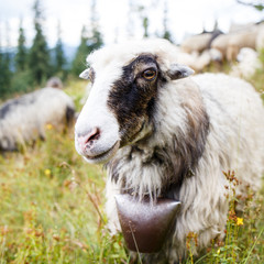 Close up portrait of a sheep on the pasture in mountains