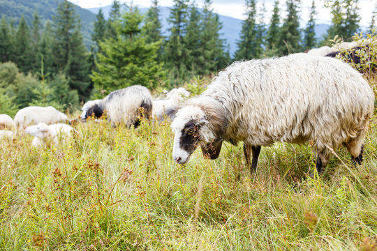 Grazing sheep flock on the pasture in mountains. Image with copy space