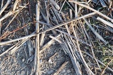 frost on the branches on the ground as a background