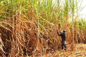 The worker is harvesting the sugarcane 