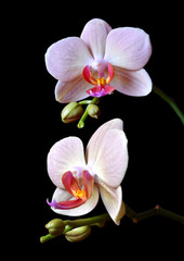 Closeup of a orchid isolated on black background.