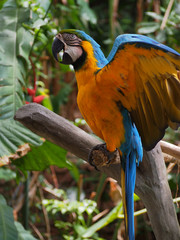 Colourful Parrot