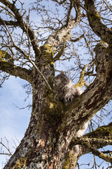 Katze auf einem Baum, Katzenrettung oder Versteck