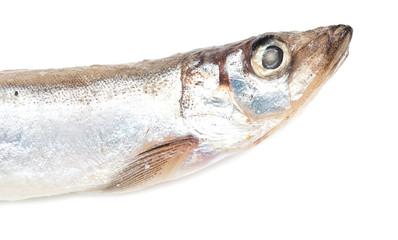capelin on a white background