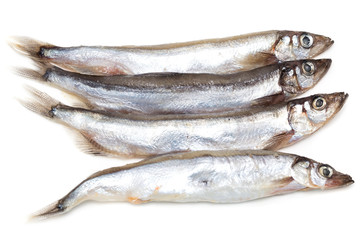 capelin on a white background