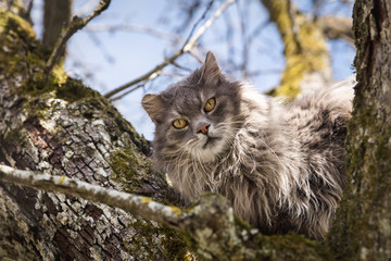 Naklejka na ściany i meble Streuner oder verwilderte Katze auf einem Baum, Tierrettung und Katzenrettung