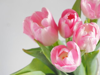 Fototapeta premium Flower background, blur. Greeting card. Bouquet of pink tulips in a vase. Selective focus on the front.Top view. Copy space for your text.
