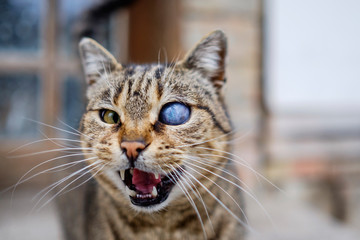 Monocular cat with universe in eye 4