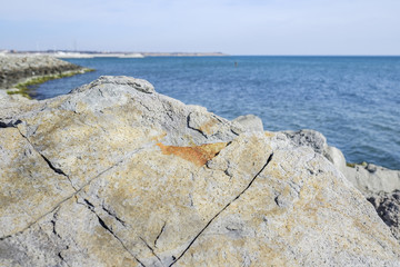 Textured stone at the beach