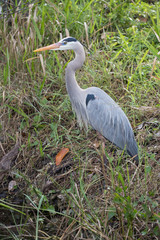 Great blue heron