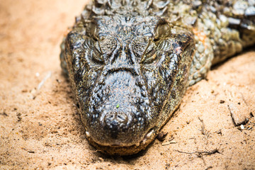 Obraz premium Alligator (Brillenkaiman), port. Jacaré imPantanal