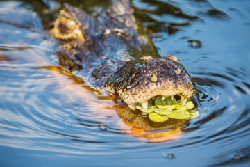 Alligator (Brillenkaiman), port. Jacaré imPantanal