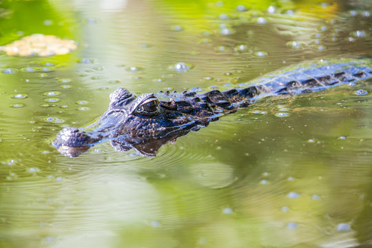 Alligator (Brillenkaiman), port. Jacar&eacute; imPantanal