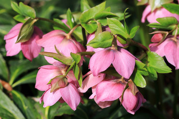 Helleborus is a true winter flowering plant
