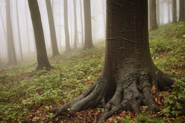 green forest scenery with fog and tree roots
