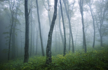 Fototapeta na wymiar misty forest on rainy day
