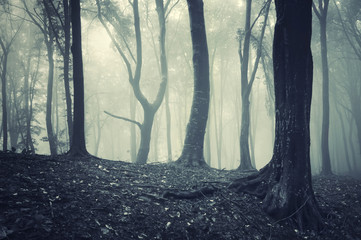 Obraz premium dark halloween forest landscape