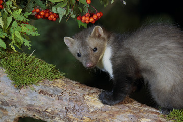 Naklejka premium Stone marten 003