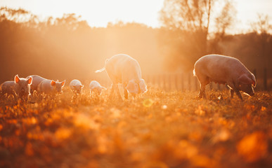 Happy piglets playing in leaves at sunset - 142324979