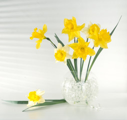 Beautiful flowers daffodils yellow and white on the table in the vase light from the window through the blinds gradation color shadow on the wall