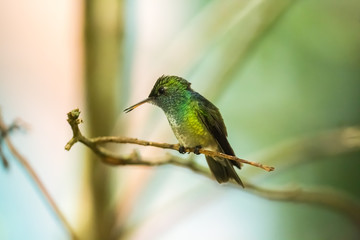 Fototapeta premium Kolibri im brasilianischen Urwald